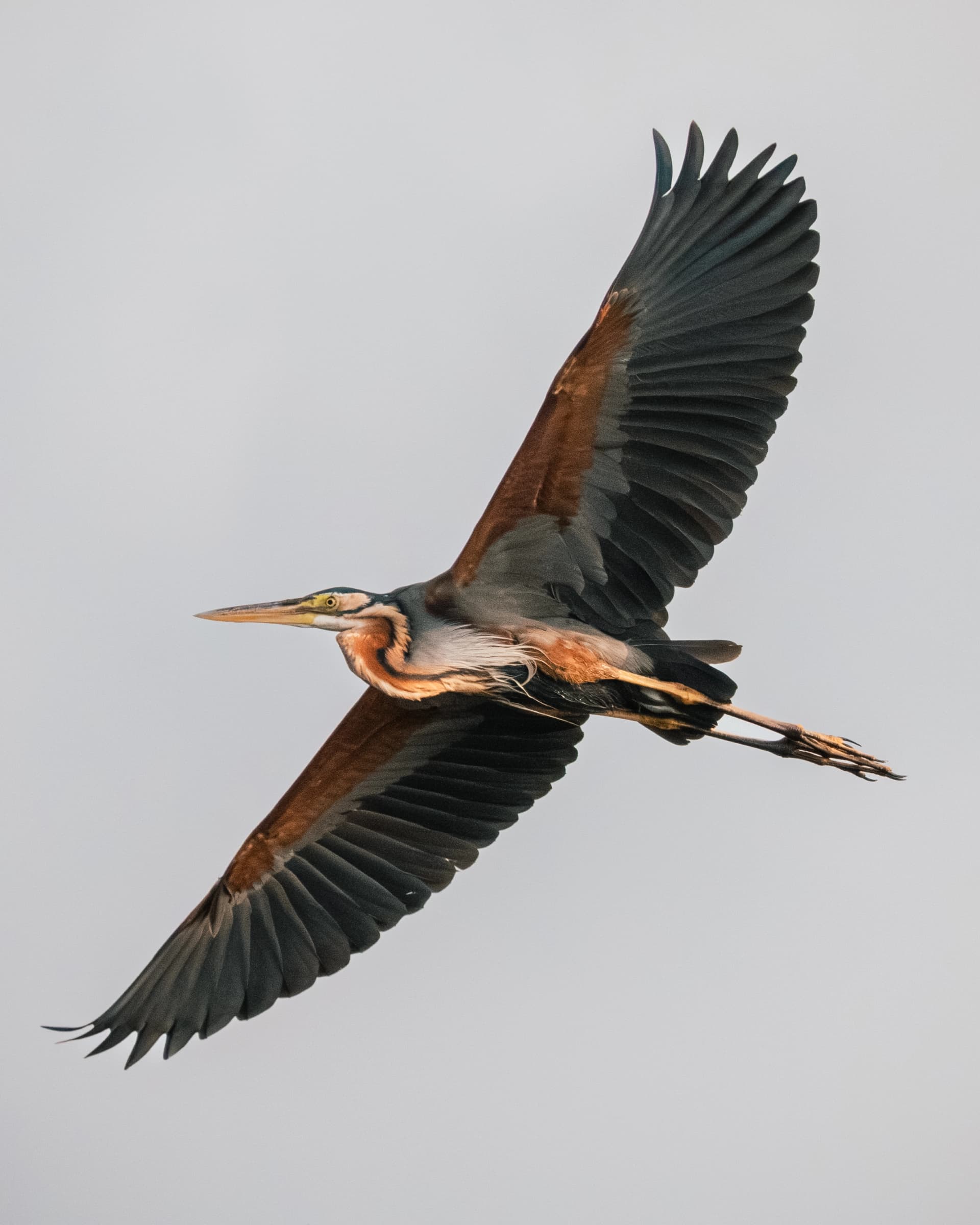 Nature photography showcasing wildlife